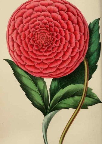 Reproducción/Reproduction 49784153603: The florist, fruitist, and garden miscellany.. London :Chapman and Hall,1852-. 