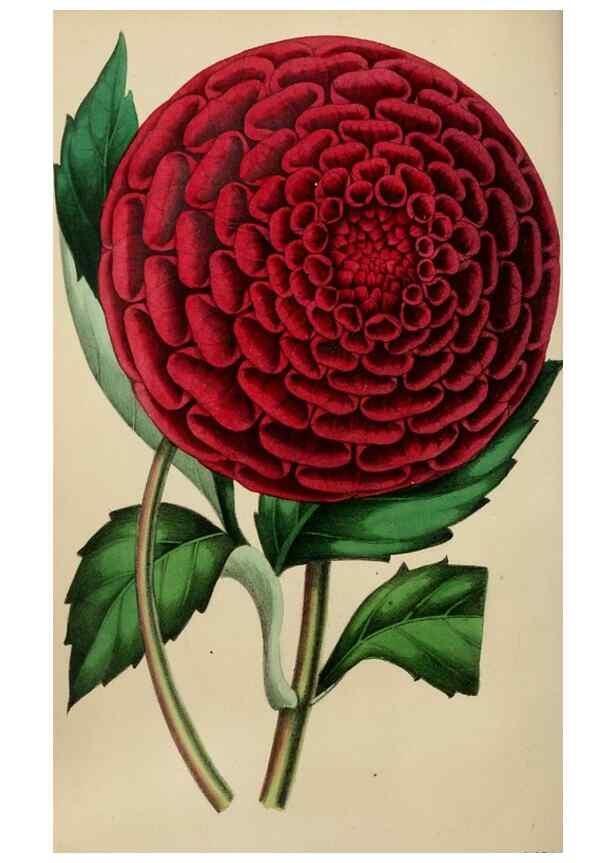 Reproducción/Reproduction 49784154013: The florist, fruitist, and garden miscellany.. London :Chapman and Hall,1852-. 