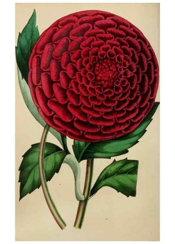 Reproducción/Reproduction 49784154013: The florist, fruitist, and garden miscellany.. London :Chapman and Hall,1852-. 