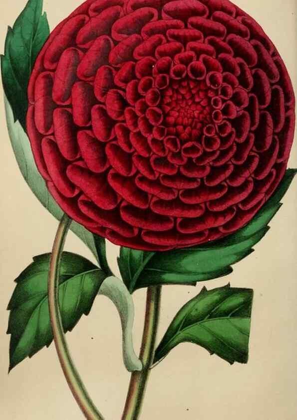 Reproducción/Reproduction 49784154013: The florist, fruitist, and garden miscellany.. London :Chapman and Hall,1852-. 