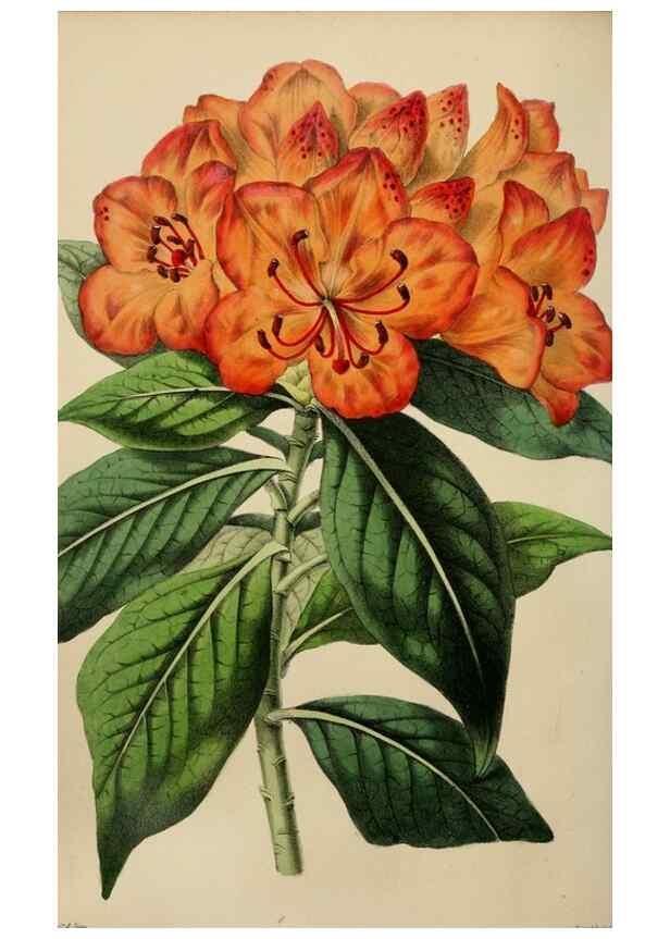 Reproducción/Reproduction 49784690281: The florist, fruitist, and garden miscellany.. London :Chapman and Hall,1852-. 