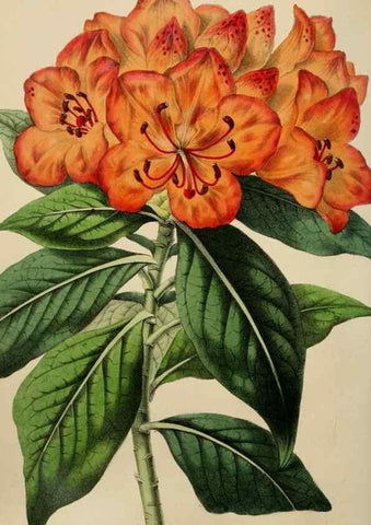Reproducción/Reproduction 49784690281: The florist, fruitist, and garden miscellany.. London :Chapman and Hall,1852-. 