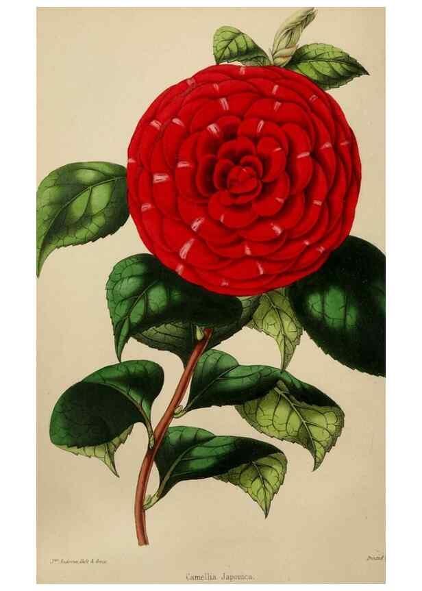 Reproducción/Reproduction 49784154718: The florist, fruitist, and garden miscellany.. London :Chapman and Hall,1852-. 