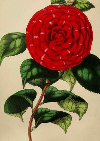 Reproducción/Reproduction 49784154718: The florist, fruitist, and garden miscellany.. London :Chapman and Hall,1852-. 