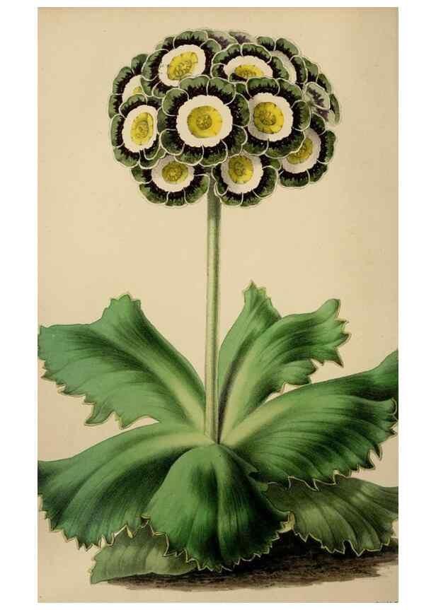 Reproducción/Reproduction 49784155118: The florist, fruitist, and garden miscellany.. London :Chapman and Hall,1852-. 