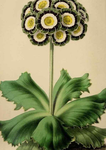 Reproducción/Reproduction 49784155118: The florist, fruitist, and garden miscellany.. London :Chapman and Hall,1852-. 