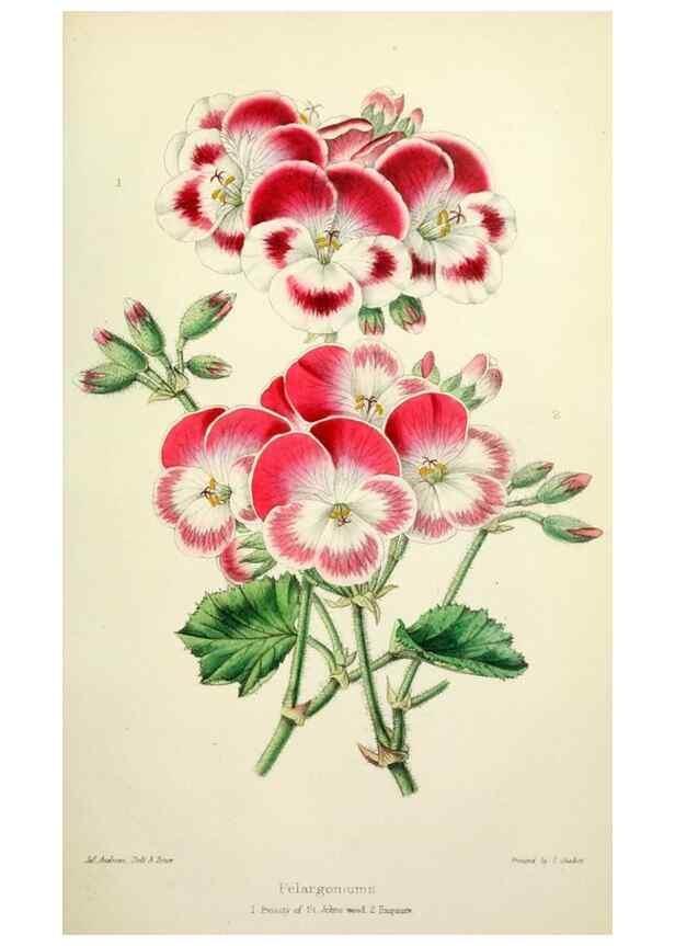 Reproducción/Reproduction 49784987307: The florist, fruitist, and garden miscellany.. London :Chapman and Hall,1852-. 