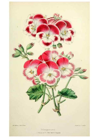 Reproducción/Reproduction 49784987307: The florist, fruitist, and garden miscellany.. London :Chapman and Hall,1852-. 