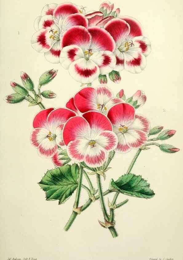 Reproducción/Reproduction 49784987307: The florist, fruitist, and garden miscellany.. London :Chapman and Hall,1852-. 