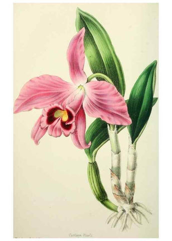 Reproducción/Reproduction 49784662576: The florist, fruitist, and garden miscellany.. London :Chapman and Hall,1852-. 
