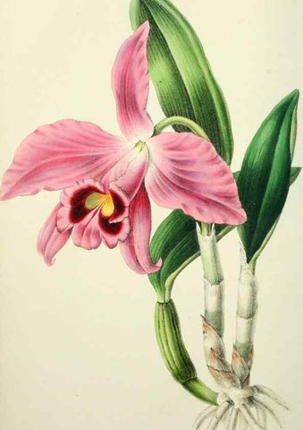 Reproducción/Reproduction 49784662576: The florist, fruitist, and garden miscellany.. London :Chapman and Hall,1852-. 