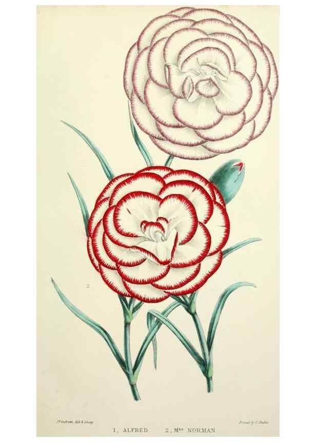 Reproducción/Reproduction 49784126103: The florist, fruitist, and garden miscellany.. London :Chapman and Hall,1852-. 