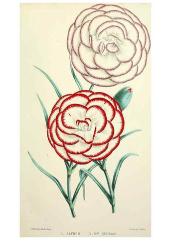 Reproducción/Reproduction 49784126103: The florist, fruitist, and garden miscellany.. London :Chapman and Hall,1852-. 