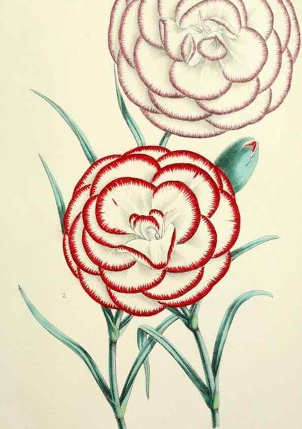 Reproducción/Reproduction 49784126103: The florist, fruitist, and garden miscellany.. London :Chapman and Hall,1852-. 