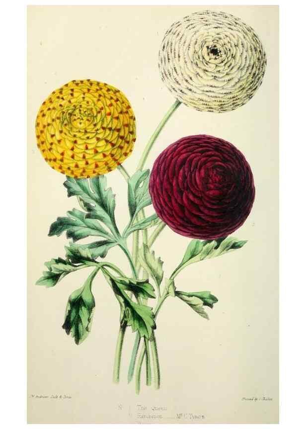 Reproducción/Reproduction 49784986272: The florist, fruitist, and garden miscellany.. London :Chapman and Hall,1852-. 