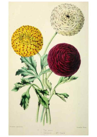 Reproducción/Reproduction 49784986272: The florist, fruitist, and garden miscellany.. London :Chapman and Hall,1852-. 