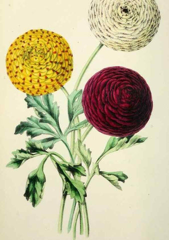 Reproducción/Reproduction 49784986272: The florist, fruitist, and garden miscellany.. London :Chapman and Hall,1852-. 