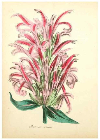 Reproducción/Reproduction 49781296006: The American flora :. New York :Hull & Spencer,1855.. 