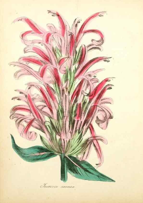 Reproducción/Reproduction 49781296006: The American flora :. New York :Hull & Spencer,1855.. 