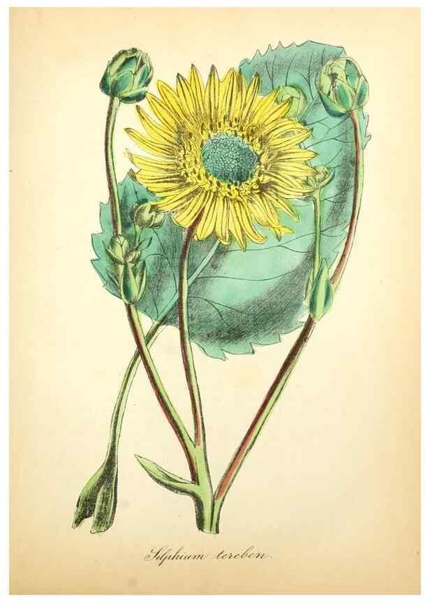 Reproducción/Reproduction 49781628047: The American flora :. New York :Hull & Spencer,1855.. 