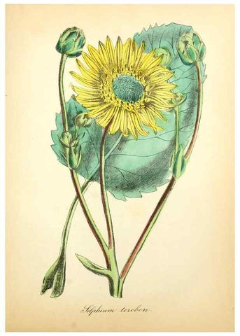 Reproducción/Reproduction 49781628047: The American flora :. New York :Hull & Spencer,1855.. 