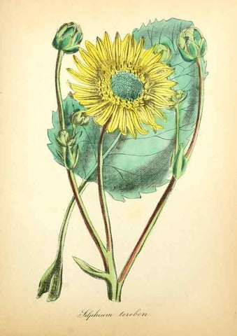 Reproducción/Reproduction 49781628047: The American flora :. New York :Hull & Spencer,1855.. 