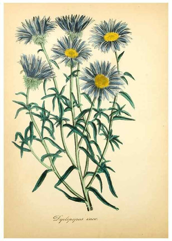 Reproducción/Reproduction 49781297191: The American flora :. New York :Hull & Spencer,1855.. 