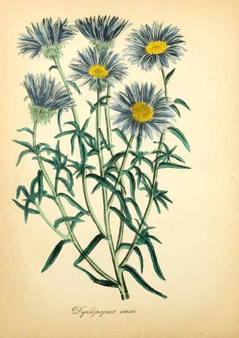 Reproducción/Reproduction 49781297191: The American flora :. New York :Hull & Spencer,1855.. 