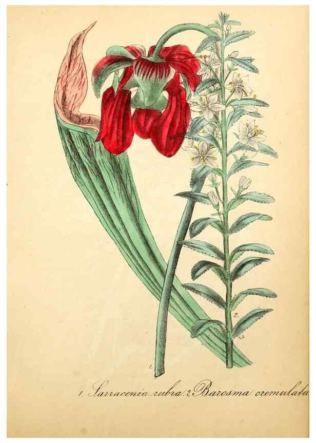 Reproducción/Reproduction 49780757748: The American flora :. New York :Hull & Spencer,1855.. 