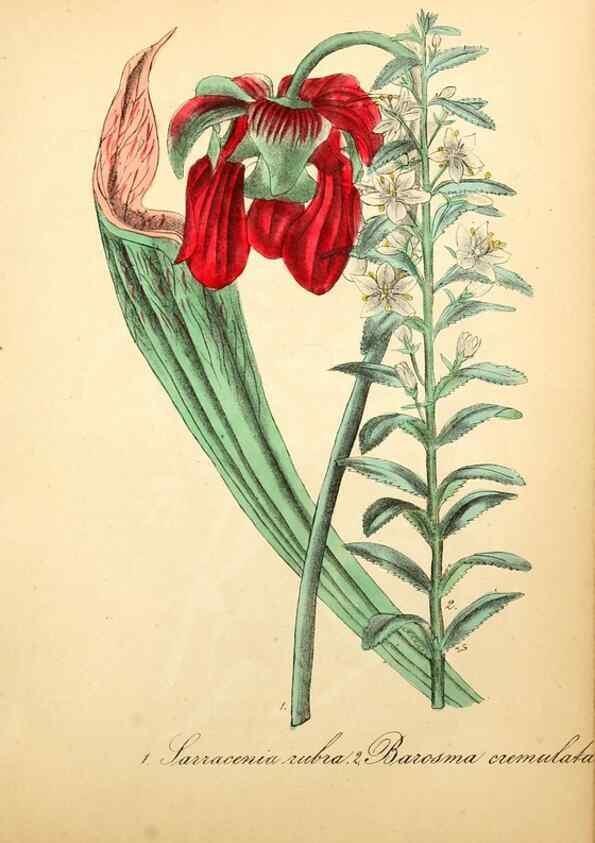 Reproducción/Reproduction 49780757748: The American flora :. New York :Hull & Spencer,1855.. 