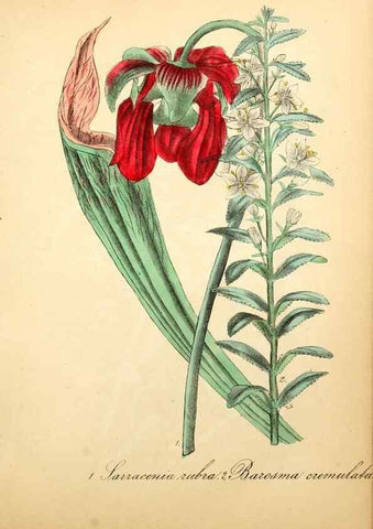 Reproducción/Reproduction 49780757748: The American flora :. New York :Hull & Spencer,1855.. 