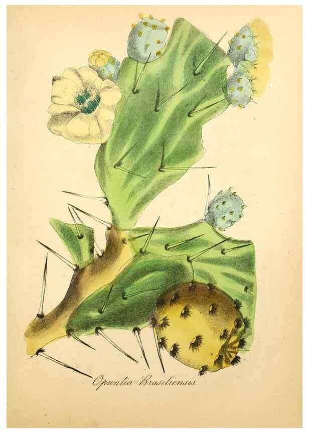 Reproducción/Reproduction 49780758053: The American flora :. New York :Hull & Spencer,1855.. 