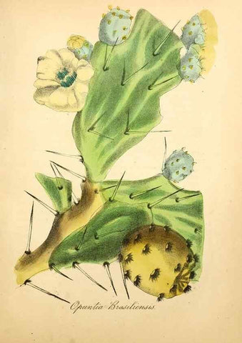 Reproducción/Reproduction 49780758053: The American flora :. New York :Hull & Spencer,1855.. 