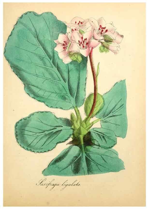 Reproducción/Reproduction 49781629332: The American flora :. New York :Hull & Spencer,1855.. 