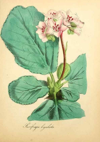 Reproducción/Reproduction 49781629332: The American flora :. New York :Hull & Spencer,1855.. 