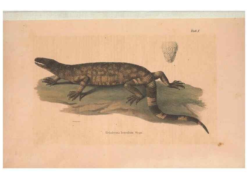 Reproducción/Reproduction 49781667976: Herpetologia Mexicana, seu Descriptio amphibiorum Novae Hispaniae :. Berolini :Sumptibus C.G. Lüderitz,1834.. 