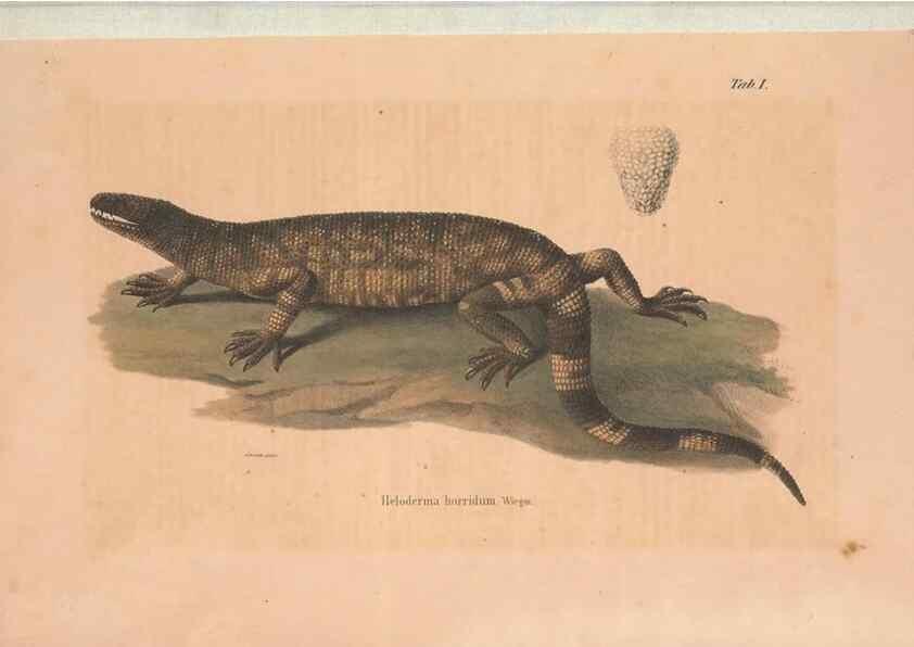 Reproducción/Reproduction 49781667976: Herpetologia Mexicana, seu Descriptio amphibiorum Novae Hispaniae :. Berolini :Sumptibus C.G. Lüderitz,1834.. 