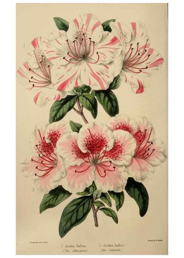 Reproducción/Reproduction 49784691306: The florist, fruitist, and garden miscellany.. London :Chapman and Hall,1852-. 