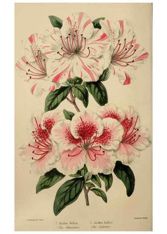 Reproducción/Reproduction 49784691306: The florist, fruitist, and garden miscellany.. London :Chapman and Hall,1852-. 