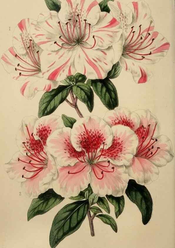 Reproducción/Reproduction 49784691306: The florist, fruitist, and garden miscellany.. London :Chapman and Hall,1852-. 