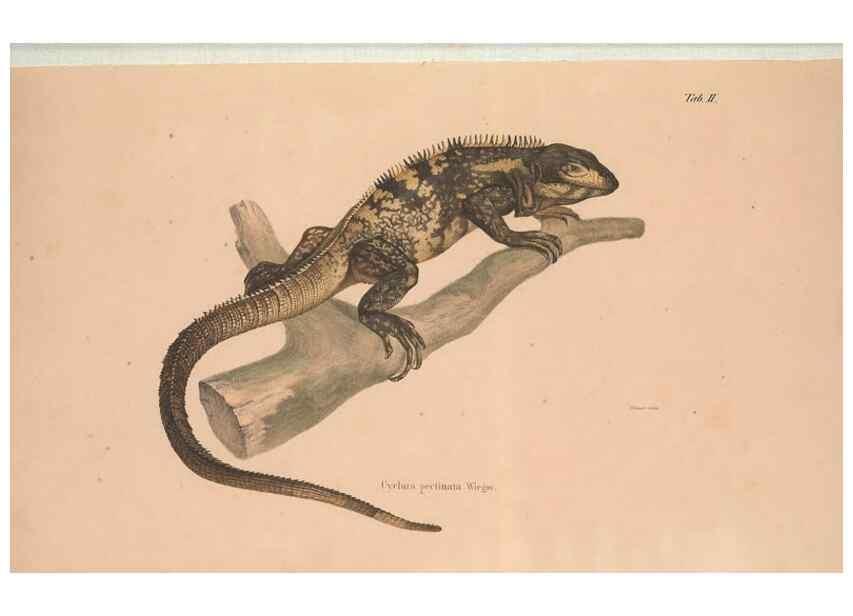 Reproducción/Reproduction 49781996397: Herpetologia Mexicana, seu Descriptio amphibiorum Novae Hispaniae :. Berolini :Sumptibus C.G. Lüderitz,1834.. 