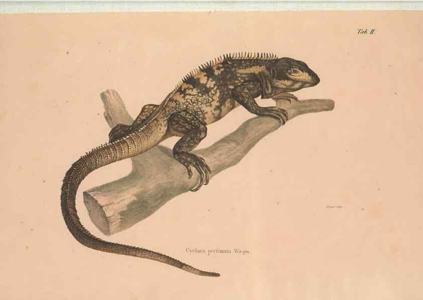 Reproducción/Reproduction 49781996397: Herpetologia Mexicana, seu Descriptio amphibiorum Novae Hispaniae :. Berolini :Sumptibus C.G. Lüderitz,1834.. 