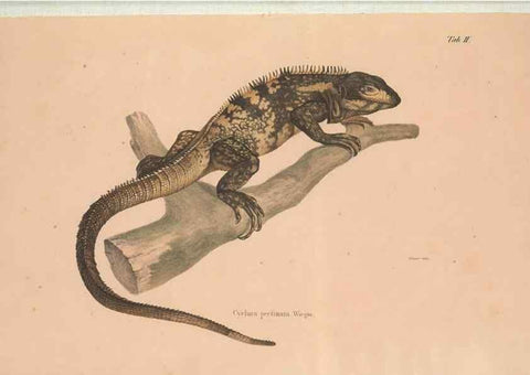 Reproducción/Reproduction 49781996397: Herpetologia Mexicana, seu Descriptio amphibiorum Novae Hispaniae :. Berolini :Sumptibus C.G. Lüderitz,1834.. 