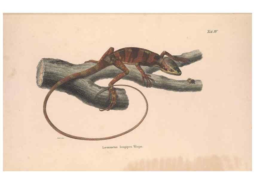 Reproducción/Reproduction 49781669126: Herpetologia Mexicana, seu Descriptio amphibiorum Novae Hispaniae :. Berolini :Sumptibus C.G. Lüderitz,1834.. 