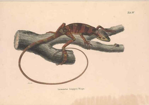 Reproducción/Reproduction 49781669126: Herpetologia Mexicana, seu Descriptio amphibiorum Novae Hispaniae :. Berolini :Sumptibus C.G. Lüderitz,1834.. 