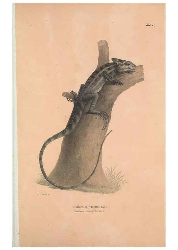 Reproducción/Reproduction 49781130463: Herpetologia Mexicana, seu Descriptio amphibiorum Novae Hispaniae :. Berolini :Sumptibus C.G. Lüderitz,1834.. 