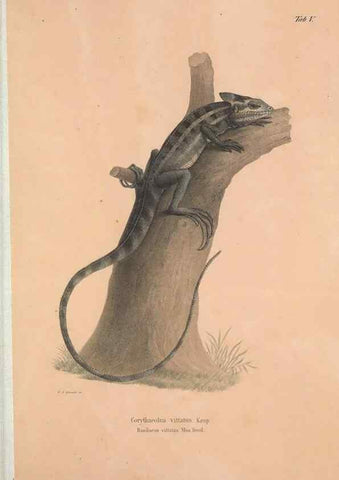 Reproducción/Reproduction 49781130463: Herpetologia Mexicana, seu Descriptio amphibiorum Novae Hispaniae :. Berolini :Sumptibus C.G. Lüderitz,1834.. 