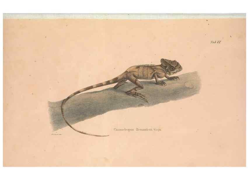 Reproducción/Reproduction 49781997452: Herpetologia Mexicana, seu Descriptio amphibiorum Novae Hispaniae :. Berolini :Sumptibus C.G. Lüderitz,1834.. 