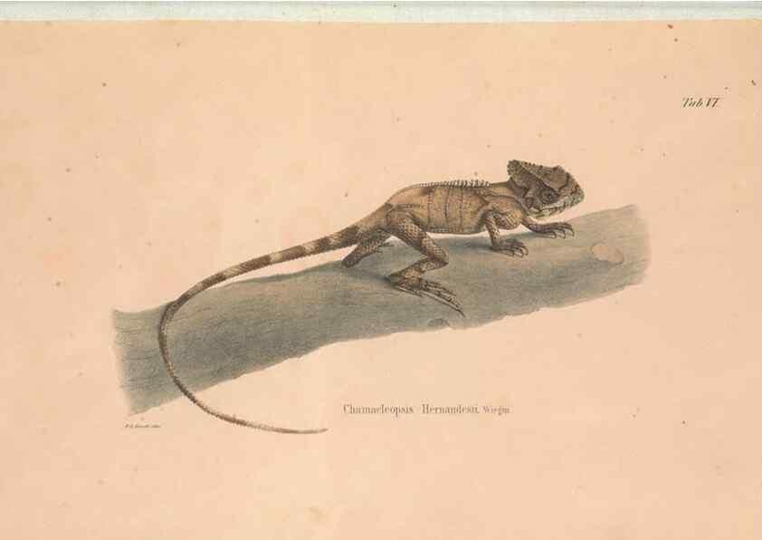 Reproducción/Reproduction 49781997452: Herpetologia Mexicana, seu Descriptio amphibiorum Novae Hispaniae :. Berolini :Sumptibus C.G. Lüderitz,1834.. 