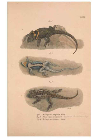 Reproducción/Reproduction 49781670121: Herpetologia Mexicana, seu Descriptio amphibiorum Novae Hispaniae :. Berolini :Sumptibus C.G. Lüderitz,1834.. 